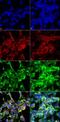 Glyoxalase I antibody, NBP2-59368, Novus Biologicals, Immunofluorescence image 