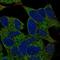 Transmembrane Protein 145 antibody, HPA060462, Atlas Antibodies, Immunofluorescence image 