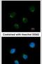 Matrix Metallopeptidase 28 antibody, PA5-28016, Invitrogen Antibodies, Immunofluorescence image 