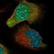 MIS18 Kinetochore Protein A antibody, NBP1-88944, Novus Biologicals, Immunofluorescence image 