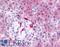 Phosphodiesterase 7B antibody, LS-A705, Lifespan Biosciences, Immunohistochemistry frozen image 