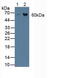 Asparagine synthetase [glutamine-hydrolyzing] antibody, abx128168, Abbexa, Western Blot image 