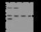 Olfactory Receptor Family 5 Subfamily F Member 1 antibody, 203910-T32, Sino Biological, Western Blot image 