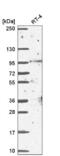 BCAS3 Microtubule Associated Cell Migration Factor antibody, NBP2-58584, Novus Biologicals, Western Blot image 