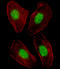 Nuclear Receptor Subfamily 1 Group H Member 3 antibody, LS-C162986, Lifespan Biosciences, Immunofluorescence image 