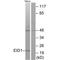 EP300 Interacting Inhibitor Of Differentiation 1 antibody, A07649, Boster Biological Technology, Western Blot image 