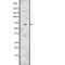 Potassium Voltage-Gated Channel Subfamily D Member 2 antibody, abx216375, Abbexa, Western Blot image 