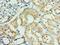Death Effector Domain Containing 2 antibody, LS-C378420, Lifespan Biosciences, Immunohistochemistry paraffin image 