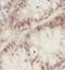 Uncharacterized protein KIAA0087 antibody, FNab04526, FineTest, Immunohistochemistry paraffin image 