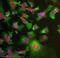 DNA Methyltransferase 3 Alpha antibody, ab13888, Abcam, Immunofluorescence image 