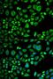 Apolipoprotein D antibody, LS-C333965, Lifespan Biosciences, Immunofluorescence image 