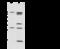 Sprouty RTK Signaling Antagonist 1 antibody, 107275-T32, Sino Biological, Western Blot image 