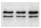 Heterogeneous Nuclear Ribonucleoprotein L antibody, orb76673, Biorbyt, Western Blot image 