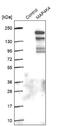 Mitogen-Activated Protein Kinase Kinase Kinase Kinase 4 antibody, NBP1-84663, Novus Biologicals, Western Blot image 