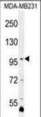 Adaptor Related Protein Complex 1 Subunit Sigma 2 antibody, orb74214, Biorbyt, Western Blot image 