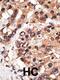 MLLT3 Super Elongation Complex Subunit antibody, 62-163, ProSci, Immunohistochemistry paraffin image 