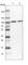 RNA Binding Motif Protein 28 antibody, HPA026672, Atlas Antibodies, Western Blot image 