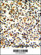Killer Cell Lectin Like Receptor D1 antibody, 63-557, ProSci, Immunohistochemistry paraffin image 