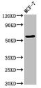 Occludin antibody, CSB-PA016263LA01HU, Cusabio, Western Blot image 