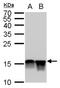 Histone Cluster 4 H4 antibody, NBP2-42861, Novus Biologicals, Western Blot image 