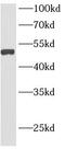 Glycerol-3-phosphate acyltransferase 4 antibody, FNab00217, FineTest, Western Blot image 