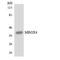MAS Related GPR Family Member X4 antibody, A16446, Boster Biological Technology, Western Blot image 