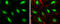 PHD Finger Protein 10 antibody, GTX116314, GeneTex, Immunofluorescence image 