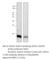 G0/G1 Switch 2 antibody, G0S2-101AP, FabGennix, Western Blot image 