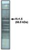 Potassium Voltage-Gated Channel Subfamily A Member 5 antibody, MBS395510, MyBioSource, Western Blot image 