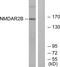 Glutamate Ionotropic Receptor NMDA Type Subunit 2B antibody, LS-B9235, Lifespan Biosciences, Western Blot image 