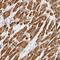 Dual Specificity Tyrosine Phosphorylation Regulated Kinase 4 antibody, NBP1-89511, Novus Biologicals, Immunohistochemistry frozen image 