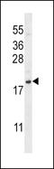 C-X-C Motif Chemokine Ligand 12 antibody, LS-C167170, Lifespan Biosciences, Western Blot image 