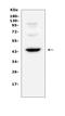 CD72 Molecule antibody, A09292-1, Boster Biological Technology, Western Blot image 