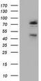 NIMA Related Kinase 11 antibody, GTX84060, GeneTex, Western Blot image 