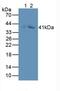 Growth Differentiation Factor 3 antibody, abx132102, Abbexa, Western Blot image 