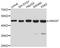 Annexin A7 antibody, abx126828, Abbexa, Western Blot image 