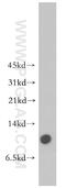 Myelin-associated oligodendrocyte basic protein antibody, 12472-1-AP, Proteintech Group, Western Blot image 