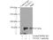 NME/NM23 Family Member 8 antibody, 13586-1-AP, Proteintech Group, Immunoprecipitation image 