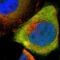 Calbindin 2 antibody, NBP1-88220, Novus Biologicals, Immunocytochemistry image 