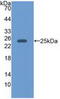 Epstein-Barr Virus Induced 3 antibody, abx131962, Abbexa, Western Blot image 