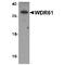 WD Repeat Domain 61 antibody, TA349107, Origene, Western Blot image 