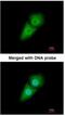 Karyopherin Subunit Alpha 2 antibody, NBP1-33508, Novus Biologicals, Immunocytochemistry image 