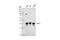 Spi-1 Proto-Oncogene antibody, 2258S, Cell Signaling Technology, Western Blot image 