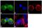 Interferon Regulatory Factor 5 antibody, 711293, Invitrogen Antibodies, Immunofluorescence image 