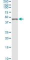 Biglycan antibody, H00000633-M01, Novus Biologicals, Immunoprecipitation image 