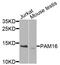 Presequence Translocase Associated Motor 16 antibody, STJ111917, St John