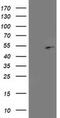 Proliferation-associated protein 2G4 antibody, MA5-25620, Invitrogen Antibodies, Western Blot image 