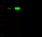 5'-Nucleotidase Ecto antibody, GTX02478, GeneTex, Western Blot image 