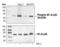 NFKB Inhibitor Interacting Ras Like 2 antibody, MBS633051, MyBioSource, Western Blot image 