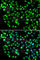 Glutamate Metabotropic Receptor 4 antibody, A7284, ABclonal Technology, Immunofluorescence image 